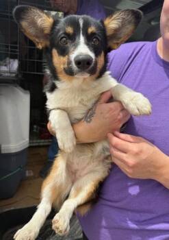 Corgi Dogs Available for Adoption in Thompson Falls, Montana - Carolina | PetCurious