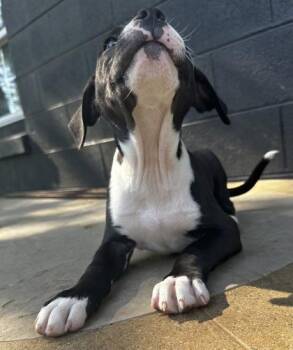 American Bulldog and Mixed Breed Dogs Available for Adoption in Wilkesboro, North Carolina - Matilda | PetCurious