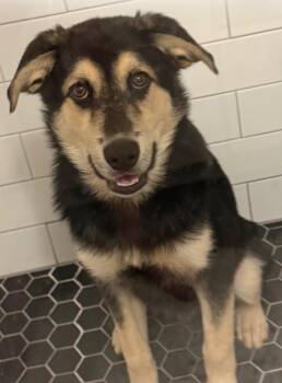 Grimtrix -  Husky and Shepherd Dog for Adoption in Fort Lupton, Colorado - Grimtrix | PetCurious