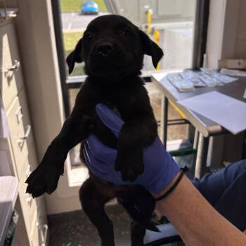 Mixed Breed Dogs Available for Adoption in Columbiana, Alabama - Mars | PetCurious