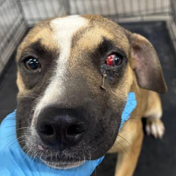 111557 -  Mixed Breed Dog for Adoption in Las Cruces, New Mexico - 111557 | PetCurious
