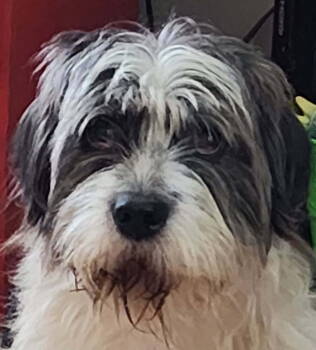 Rescue Terrier Dogs for Adoption in Aurora, Indiana - Georgia's Carter (Polly) | PetCurious