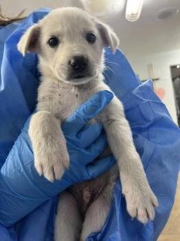 Mixed Breed Dogs Available for Adoption in Fort Worth, Texas - Vesper | PetCurious