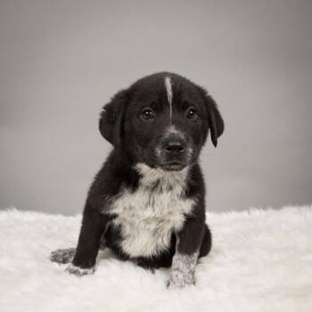 Cattle Dog Dogs Available for Adoption in Minneapolis, Minnesota - Belle Star | PetCurious