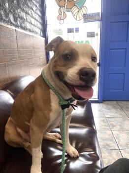 Pit Bull Terrier Dogs Available for Adoption in Naperville, Illinois - Joy | PetCurious