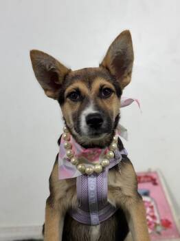 Willow-One of our Amazing Rescue Dogs -  German Shepherd Dog and Mixed Breed Dog for Adoption in Carlsbad, California - Willow-One Of Our Amazing Rescue Dogs | PetCurious