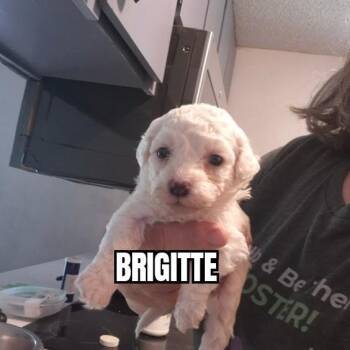 Bichon Frise Dogs Available for Adoption in Olympia, Washington - Brigitte | PetCurious