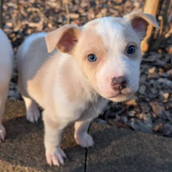Australian Cattle Dog Blue Heeler Dogs Available for Adoption in Brooklyn Center, Minnesota - Keelan * | PetCurious