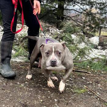 Pit Bull Terrier Dogs Available for Adoption - Lady Blue | PetCurious