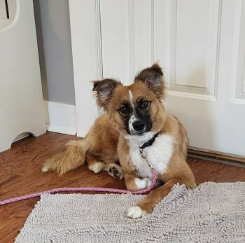 Australian Shepherd Dogs Available for Adoption - Chowder | PetCurious