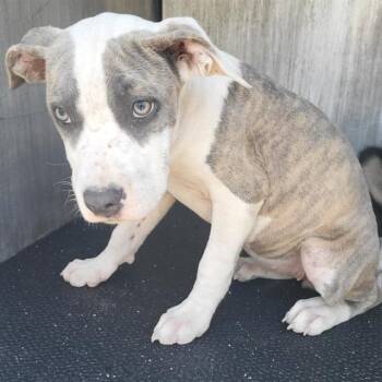 MINNIE -  American Staffordshire Terrier Dog for Adoption in San Antonio, Texas - MINNIE | PetCurious