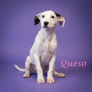 Queso D26-127 -  Mixed Breed Dog for Adoption in Lebanon, Tennessee - Queso D26-127 | PetCurious