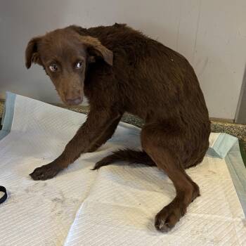 IVHS-Stray-143228 -  Chocolate Labrador Retriever and Shepherd Dog for Adoption in San Gabriel, California - IVHS-Stray-143228 | PetCurious