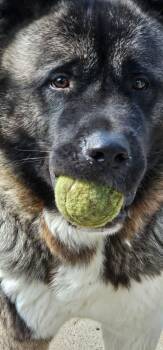 Akita Dogs Available for Adoption in Chicago, Illinois - Sherman  | PetCurious