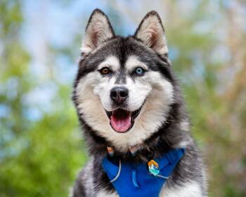 Husky and Siberian Husky Dogs Available for Adoption in Boulder, Colorado - Iceland - Carbondale, CO | PetCurious