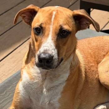 Bruno -  Labrador Retriever and American Foxhound Dog for Adoption in Columbia, Maryland - Bruno | PetCurious