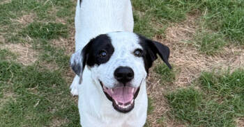 Rescue Terrier Dogs for Adoption in San Antonio, Texas - Arlo | PetCurious