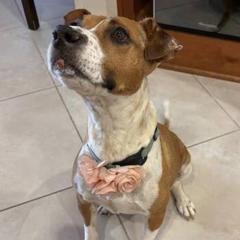 Ava -  Pit Bull Terrier and Spaniel Dog for Adoption in San Diego, California - Ava | PetCurious