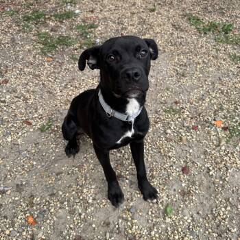 Rescue Pit Bull Terrier and Mixed Breed Dogs for Adoption in Newark, New Jersey - Larry | PetCurious