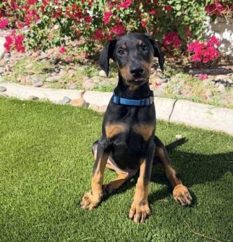 Rajah -  Doberman Pinscher Dog for Adoption in Henderson, Nevada - Rajah | PetCurious