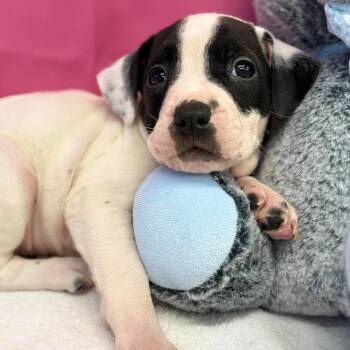 Zenia -  American Staffordshire Terrier and Mixed Breed Dog for Adoption in Tacoma, Washington - Zenia | PetCurious
