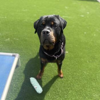 Mixed Breed Dogs Available for Adoption in Pittsburgh, Pennsylvania - Elio | PetCurious