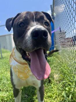 Rescue Pit Bull Terrier Dogs for Adoption in Eagle, Idaho - Penguin **Courtesy Post. Out Of Town Pet. See Below For Details* | PetCurious