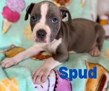 Rescue Pit Bull Terrier Dogs for Adoption in Shalimar, Florida - Spud | PetCurious