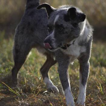 Australian Cattle Dog Blue Heeler and Australian Shepherd Dogs Available for Adoption in Bellingham, Washington - Kittle | PetCurious