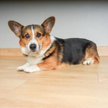 Dutton D71363 -  Corgi Dog for Adoption in Minnetonka, Minnesota - Dutton D71363 | PetCurious