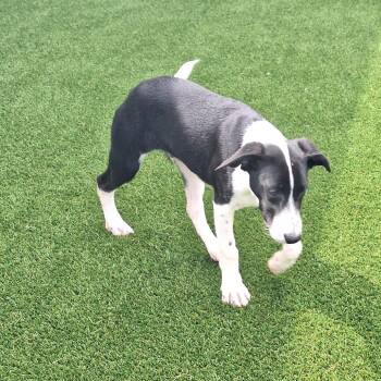 Noa Nanami 7338 -  Black Labrador Retriever and Mixed Breed Dog for Adoption in Loxahatchee Groves, Florida - Noa Nanami 7338 | PetCurious