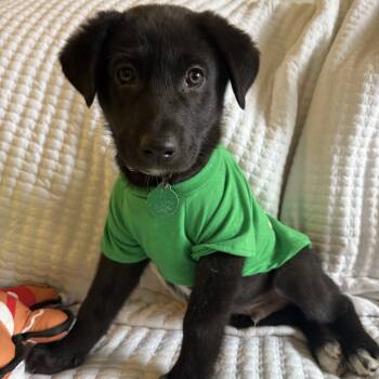 Rescue Mixed Breed Dogs for Adoption in Buffalo, Minnesota - Paste | PetCurious