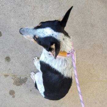 Lotus -  Mixed Breed Dog for Adoption in Las Cruces, New Mexico - Lotus | PetCurious