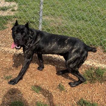 DELTA -  Cane Corso Dog for Adoption - DELTA | PetCurious