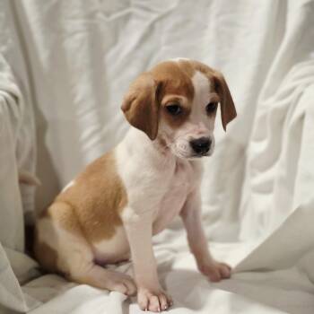 Hound and Mixed Breed Dogs Available for Adoption in Blairstown, New Jersey - Xena | PetCurious