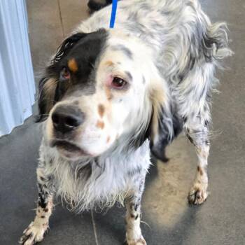 BC-Stray (Chester) -  Australian Shepherd and Mixed Breed Dog for Adoption in Idaho Falls, Idaho - BC-Stray (Chester) | PetCurious