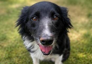 Ruby 2 -  Border Collie Dog Available for Adoption in Russellville, Kentucky - Ruby 2 | PetCurious