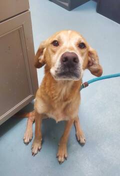 Rescue Labrador Retriever Dogs for Adoption in Portsmouth, Virginia - Lion King | PetCurious