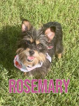 Rosemary in Texarkana TX -  Yorkshire Terrier Dog for Adoption in Texarkana, Texas - Rosemary In Texarkana TX | PetCurious