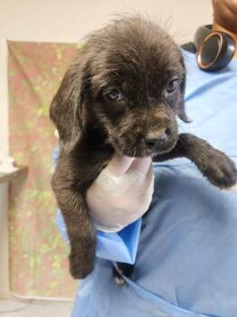 Mira -  Terrier and Mixed Breed Dog for Adoption in San Antonio, Texas - Mira | PetCurious