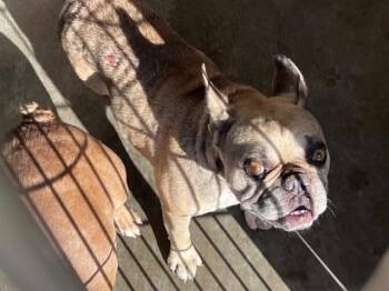JOEL -  French Bulldog Dog for Adoption in Tustin, California - JOEL | PetCurious