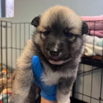 Mixed Breed Dogs Available for Adoption - Sopi | PetCurious