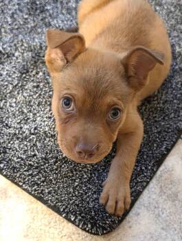Light -  Labrador Retriever and Pit Bull Terrier Dog for Adoption in Savannah, Georgia - Light | PetCurious