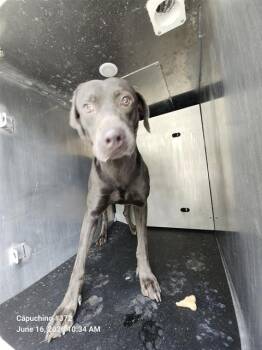 OBI WAN -  Weimaraner Dog for Adoption in San Antonio, Texas - OBI WAN | PetCurious