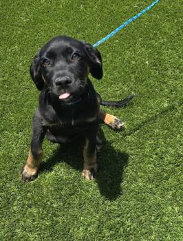 Dre -  Shepherd Dog for Adoption in Evansville, Indiana - Dre | PetCurious