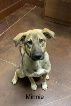 Anatolian Shepherd Dogs Available for Adoption in Holly Springs, Mississippi - Divi | PetCurious
