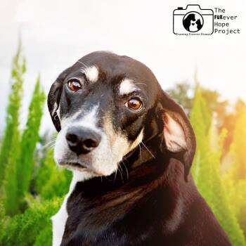 Treeing Walker Coonhound Dogs Available for Adoption in Jacksonville, Florida - Elsa (Darlin) | PetCurious