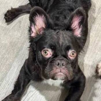 Pistachio -  Mixed Breed Dog for Adoption in Sarasota, Florida - Pistachio | PetCurious