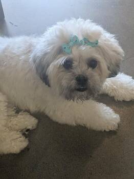 Venus -  Shih Tzu and Poodle Dog for Adoption in Mission Viejo, California - Venus | PetCurious