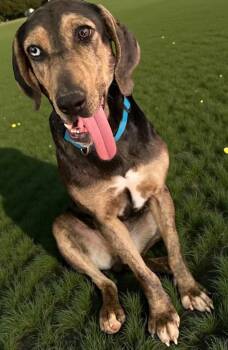 Rescue Catahoula Leopard Dog and Hound Dogs for Adoption in Calera, Alabama - Star | PetCurious